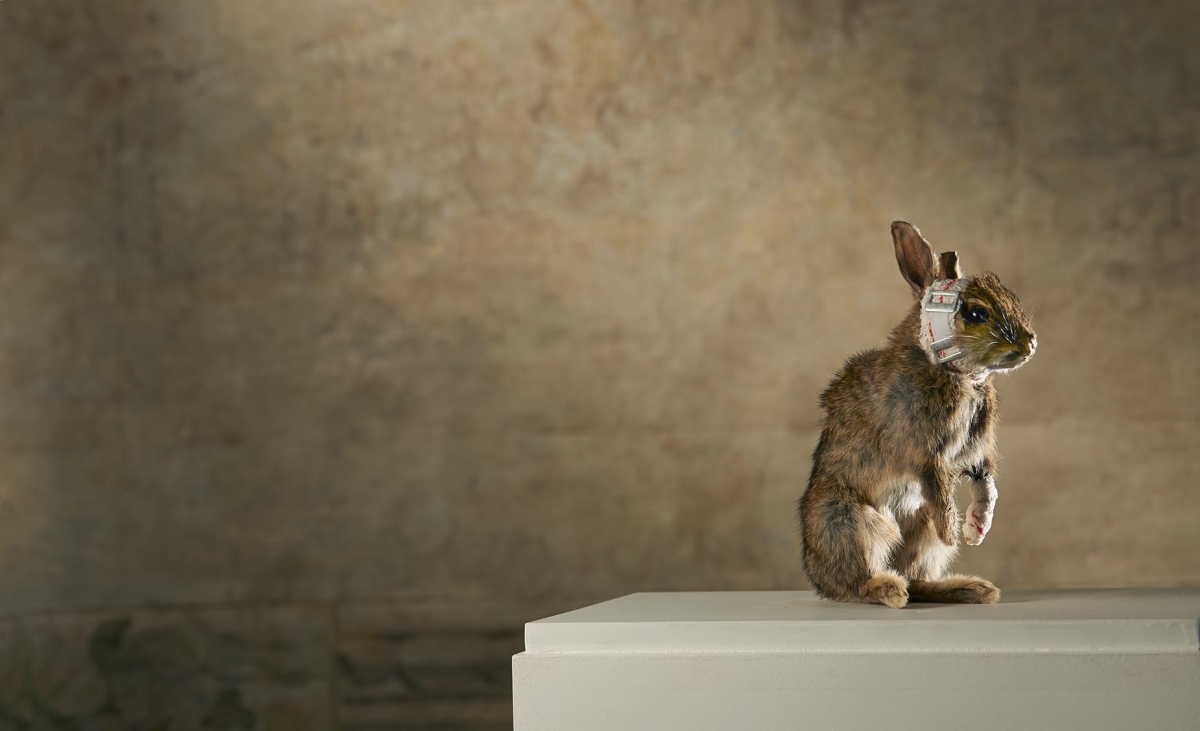 ANIMALS a different perception a cura di Patrizia Bottallo